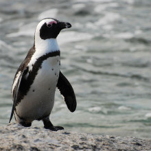 African Penguin African Penguin