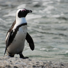 African Penguin