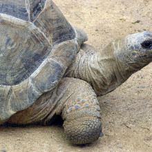 Aldabra Giant Tortoise, Geochelone gigantea, at Bristol Zoo, England.