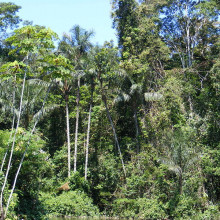 Amazonian rainforest, upper Amazon basin, Loreto region, Peru.