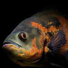 Freshwater fish from South America and popular aquarium fish. Latin name Astronotus ocellatus. Common name Oscar. Pattern: Tiger