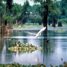A scene in the Atchafalaya Basin in Louisiana, USA.