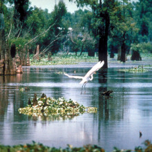 ATCHAFALAYA BASIN, LOUISIANA, USA. A scene in the Atchafalaya Basin in Louisiana, USA.