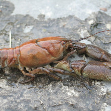 Austropotamobius pallipes - The White Clawed Crayfish