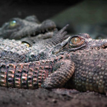 Baby Crocodiles Baby Crocodiles