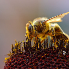 Bee collecting pollen