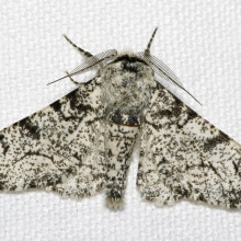 The light Peppered Moth (Biston betularia). The light Peppered Moth (Biston betularia).