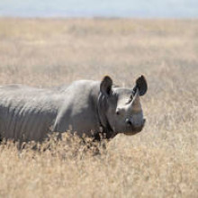 Black Rhinoceros (Diceros bicornis), picture taken at Ngorongoro Conservation Area, Tanzania