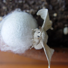 Silk moth - Bombyx mori - on his cocoon