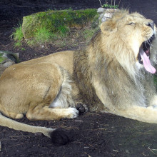 A lion yawning at Bristol Zoo, UK