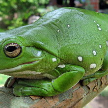 Australia green tree frog (Litoria caerulea)