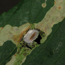 Cameraria ohridella pupa - horse chestnut leaf miner