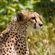 Cheetah (Acinonyx jubatus)