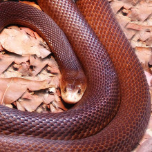 Coastal Taipan snake