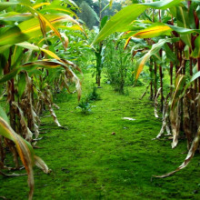 A Cornfield A Cornfield