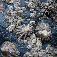 Barnacles (Chthamalus stellatus) and Limpets (Patella vulgata) in the intertidal near Newquay, Cornwall, England.