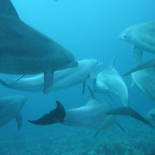 Bottlenose dolphins