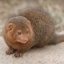 Dwarf mongoose (Helogale parvula) in Korkeasaari zoo