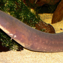 Photo of Electrophorus electricus (electric eel) at the Steinhart Aquarium in San Francisco, taken June 2005