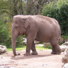 Asian Elephant