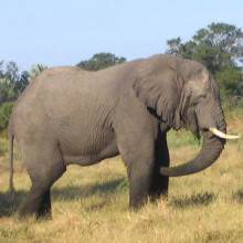 Elephant in Botswana