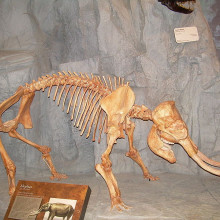 Photograph of a fossil cast of a pygmy species of Elephas skeleton taken at the North American Museum of Ancient Life.