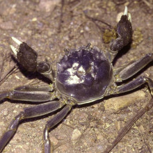 Eriocheir sinensis, Chinese mitten crab. This specimen was found roughly 150 metres from the banks of the Elbe River in the German state of Brandenburg. The carapaces width is estimated at six centimetres.