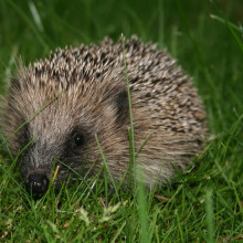 European hedgehog, Erinaceus europaeus