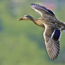 Female Mallard in flight Mallard (Female), Burnaby Lake Regional Park (Piper Spit), Burnaby, British Columbia