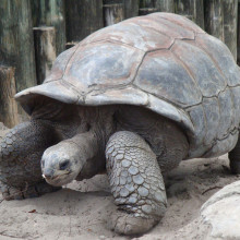 Galápagos Giant Tortoise