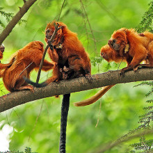 A family of Golden Lion Tamarins