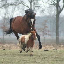 Large and miniature domestic horses