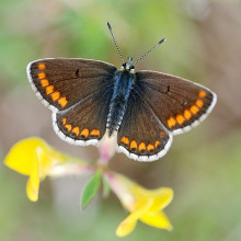 Brown Argus butterfly