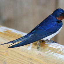 Barn swallow (Hirundo rustica) Barn swallow (Hirundo rustica)