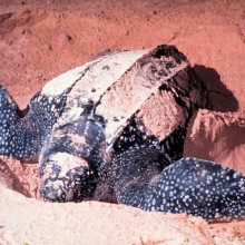Adult Dermochelys coriacea, Leatherback Sea Turtle