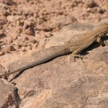 A Lizard Sunning itself on a rock