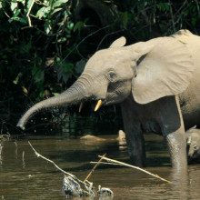 Forest elephants (Loxodonta cyclotis) in the swamp Mbeli Bai, Nouabalé-Ndoki National Park, Congo
