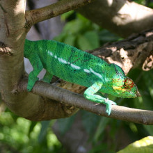 Female Chameleon, Madagascar