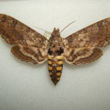 Tobacco Hornworm Moth - Manduca sexta - adult female taken by Shawn Hanrahan at the Texas A&M University Insect Collection in College Station, Texas.