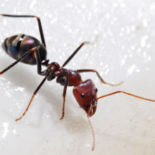 Meat Eater Ant feeding on honey