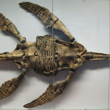 Plesiosaur specimen of Meyerasaurus victor