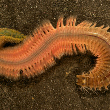 A nereid polychaete worm