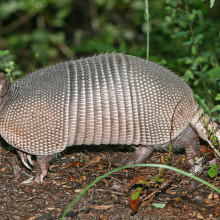 A Nine-banded Armadillo in the Green Swamp, central Florida.