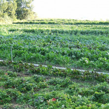 Organic cultivation of mixed vegetables on an organic farm in Capay, California.