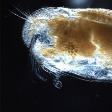 Ostracods, or ostracodes, are a class of the Crustacea (class Ostracoda), sometimes known as seed shrimp.