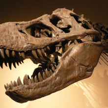 Tyrannosaurus rex, Palais de la Découverte, Paris