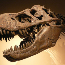 Tyrannosaurus rex, Palais de la Découverte, Paris
