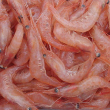A heap of Pandalus borealis shrimp.
