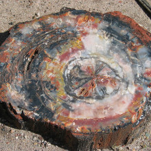 Petrified tree in Petrified Forest National Park, USA.