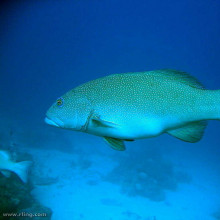A coral trout